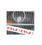 文鳥ヒナからのお迎え（個別スタンプ：3）