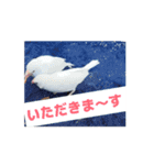 文鳥ヒナからのお迎え（個別スタンプ：4）