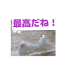 文鳥ヒナからのお迎え（個別スタンプ：6）