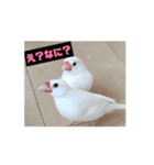 文鳥ヒナからのお迎え（個別スタンプ：7）