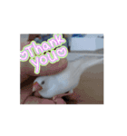 文鳥ヒナからのお迎え（個別スタンプ：8）