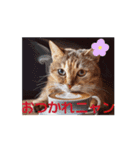 昭和グルメの猫ちゃんの一日にゃん語（個別スタンプ：2）