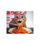 昭和グルメの猫ちゃんの一日にゃん語（個別スタンプ：3）