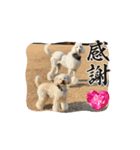 かわいいポッちゃん（個別スタンプ：8）