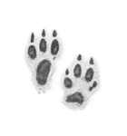 動物の痕跡標本（個別スタンプ：21）
