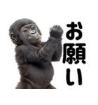 (超便利)赤ちゃんゴリラの脱力系スタンプ♪（個別スタンプ：12）
