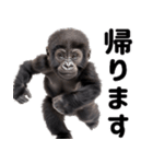 (超便利)赤ちゃんゴリラの脱力系スタンプ♪（個別スタンプ：16）