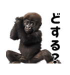 (超便利)赤ちゃんゴリラの脱力系スタンプ♪（個別スタンプ：25）