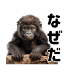 (超便利)赤ちゃんゴリラの脱力系スタンプ♪（個別スタンプ：30）