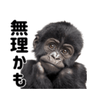 (超便利)赤ちゃんゴリラの脱力系スタンプ♪（個別スタンプ：34）