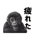 (超便利)赤ちゃんゴリラの脱力系スタンプ♪（個別スタンプ：35）