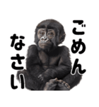 (超便利)赤ちゃんゴリラの脱力系スタンプ♪（個別スタンプ：38）