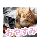 おしゃれなストリートダンス猫の日常生活（個別スタンプ：14）
