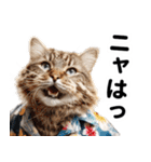 おしゃれなストリートダンス猫の日常生活（個別スタンプ：28）