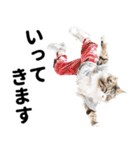 おしゃれなストリートダンス猫の日常生活（個別スタンプ：29）