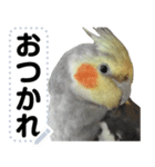 オカメインコのメッセージスタンプ！（個別スタンプ：1）
