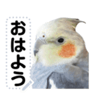 オカメインコのメッセージスタンプ！（個別スタンプ：2）