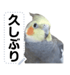 オカメインコのメッセージスタンプ！（個別スタンプ：3）