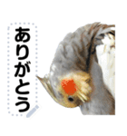 オカメインコのメッセージスタンプ！（個別スタンプ：4）