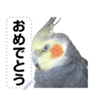 オカメインコのメッセージスタンプ！（個別スタンプ：5）