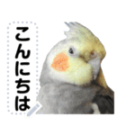 オカメインコのメッセージスタンプ！（個別スタンプ：6）