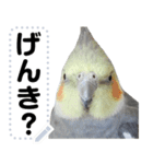 オカメインコのメッセージスタンプ！（個別スタンプ：7）