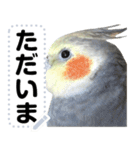 オカメインコのメッセージスタンプ！（個別スタンプ：8）