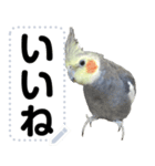 オカメインコのメッセージスタンプ！（個別スタンプ：9）