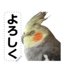 オカメインコのメッセージスタンプ！（個別スタンプ：10）
