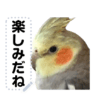 オカメインコのメッセージスタンプ！（個別スタンプ：11）