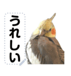 オカメインコのメッセージスタンプ！（個別スタンプ：12）
