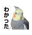 オカメインコのメッセージスタンプ！（個別スタンプ：13）