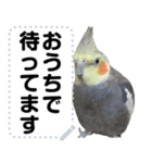 オカメインコのメッセージスタンプ！（個別スタンプ：14）