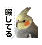 オカメインコのメッセージスタンプ！（個別スタンプ：16）