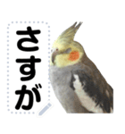 オカメインコのメッセージスタンプ！（個別スタンプ：17）