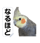 オカメインコのメッセージスタンプ！（個別スタンプ：18）