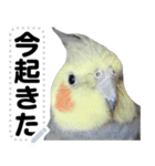 オカメインコのメッセージスタンプ！（個別スタンプ：19）