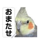 オカメインコのメッセージスタンプ！（個別スタンプ：20）