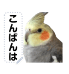 オカメインコのメッセージスタンプ！（個別スタンプ：21）