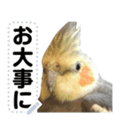 オカメインコのメッセージスタンプ！（個別スタンプ：23）