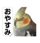 オカメインコのメッセージスタンプ！（個別スタンプ：24）