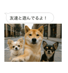 自撮りする柴犬の日常（個別スタンプ：3）