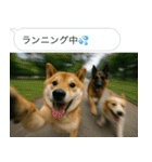 自撮りする柴犬の日常（個別スタンプ：5）