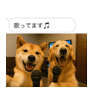 自撮りする柴犬の日常（個別スタンプ：6）