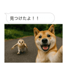 自撮りする柴犬の日常（個別スタンプ：7）