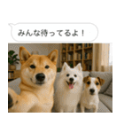 自撮りする柴犬の日常（個別スタンプ：13）