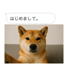 自撮りする柴犬の日常（個別スタンプ：15）