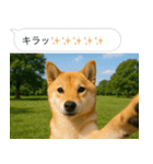 自撮りする柴犬の日常（個別スタンプ：24）