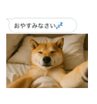 自撮りする柴犬の日常（個別スタンプ：29）