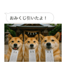 自撮りする柴犬の日常（個別スタンプ：32）